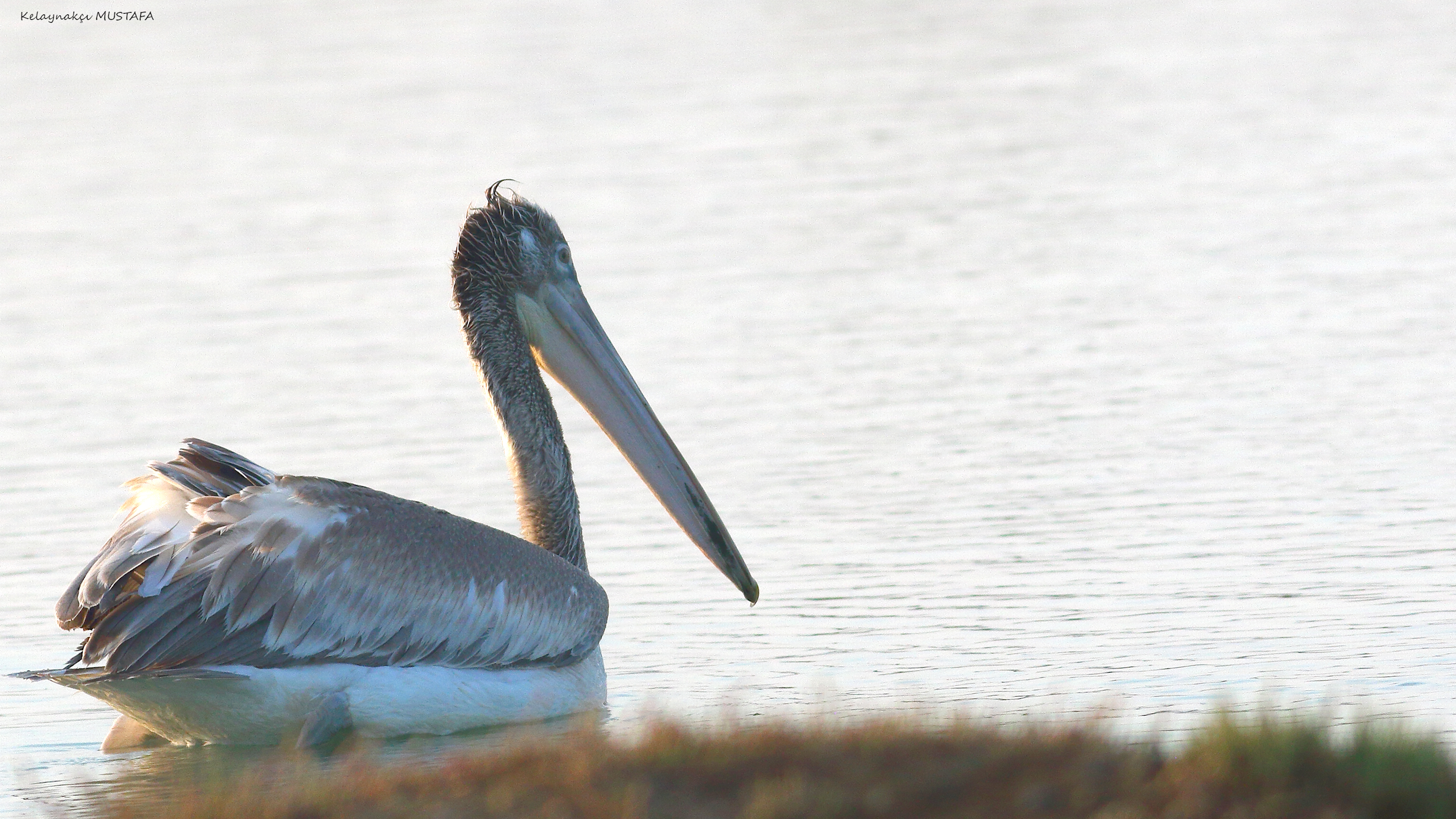Dalmatian Pelican